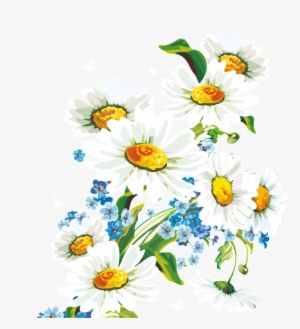 Fresh White Hand Drawn Chrysanthemum Decorative Elements - Fondos De Pantalla Dibujos De Flores Hd