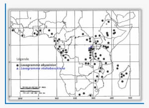 Loxogramme Abyssinica And L - Diagram