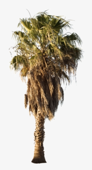 Desert Tree Png Free Hd Desert Tree Transparent Image Pngkit