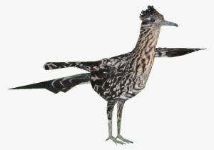 Greater Roadrunner - Zt2 Roadrunner