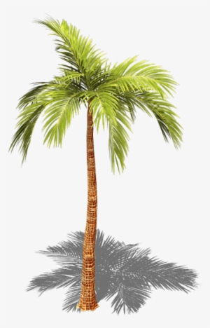 Preview - Palm Tree With Shadow Png
