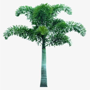 Free Png Palm Tree Png Images Transparent - Fox Tails Palm Png
