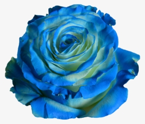 Blue Wave - Blue
