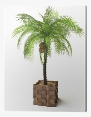 Palm Trees
