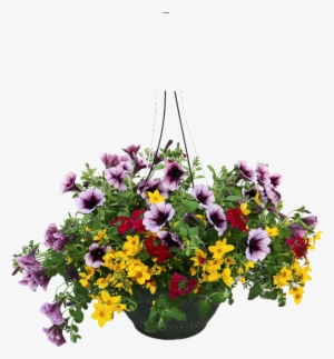 Hanging Plants Png - Hanging Flower Pot Png