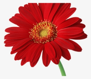Gerbera - Transparent Background Daisies Png