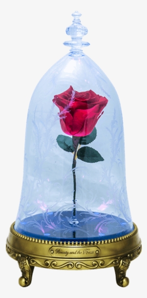 Beauty And The Beast Rose Png Free Hd Beauty And The Beast Rose Transparent Image Pngkit