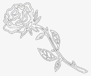 🖤🥀❣️beauty And The Beast ❣ 🥀🖤 Rose Petals Flower - Line Art