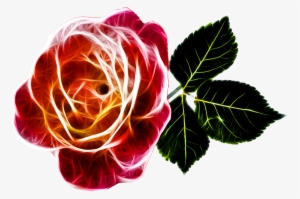 Rose-243630 960 - Ystävänpäivä Ruusu