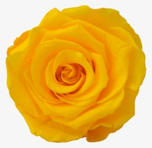 Nine Rose Cube - Five Roses Flour