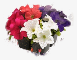 Flower Day Eastern Market - Petunia Ez Rider