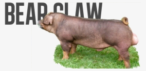 Indian Outlaw X Royal Flush - Tshego