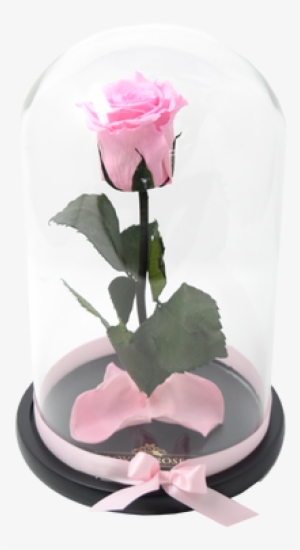 This Rose Is Inspired In The Movie Beauty And The Beast - Garden Roses