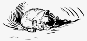 Bear Hibernating Black White