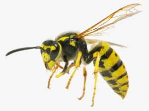 Bee Hornet