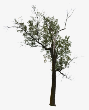 Dead Tree, Dead Tree With No Background, Halloween - Tree