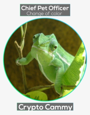 Common Chameleon
