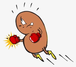 Punch Clipart Cartoon - Functions Of Kidney Cartoons