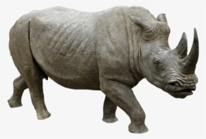 Animals - Rhinoceros - Rhino Png