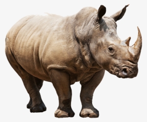 Animals - Rhinoceros - Rhino Png