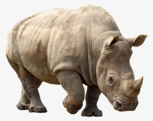 Rhino Png Clipart - Rhino Png