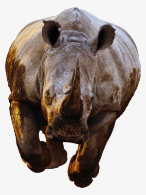 Animals - Rhino Png