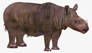 Rhino Png Download Image - Zoo Tycoon 2 Sumatran Rhinoceros