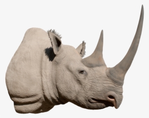 Rhino Png Image Background - Black Rhino Head Png