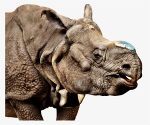 Rhino Transparent Background - Hitchhiker's Guide To The Galaxy Creating Earth