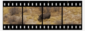 The Rhino Package Film Strip Header Rhino - Black Rhinoceros