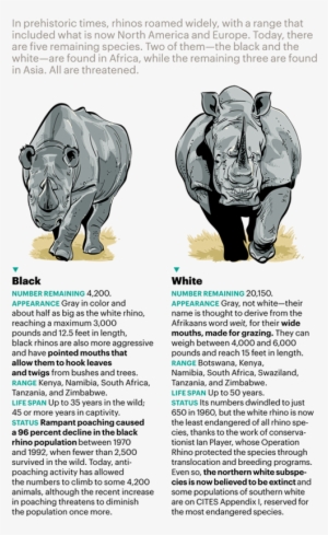 Hunted Almost To Extinction In The Nineteenth Century, - Indian Rhinoceros