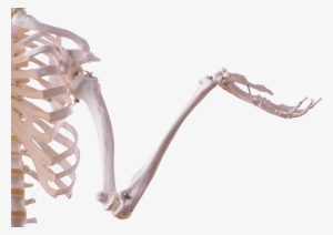 Skeleton Arm Png - Рука Скелета Png