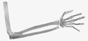 Xray Of Full Arm