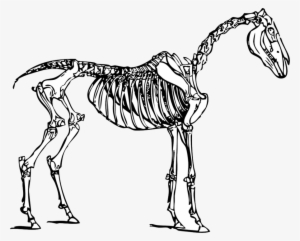 Horse Skeleton Clipart Horse Clip Art - Horse Skeleton Coloring Page