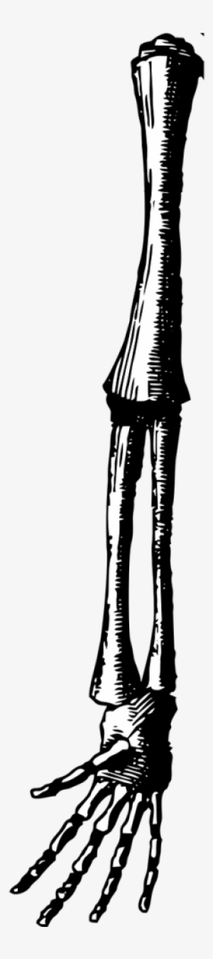Fetus - Brazos De Esqueleto Dibujo Png