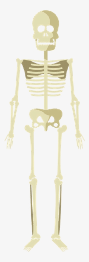 Skeleton