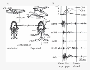 8 Schematic Representation Of The Head Skeleton Of - Sketch