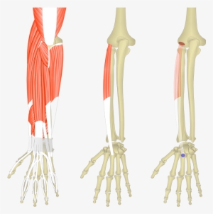 Extensor Digitorum