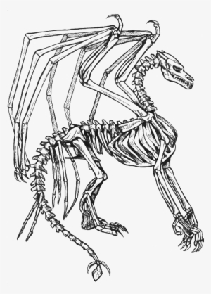 Collection Of Free Skeleton Fantasy Download On - Coloring Pages Dragons Bone