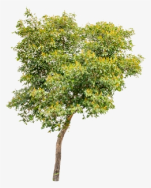 Isolated Trees On White Background, Trees, Isolated, - Tree