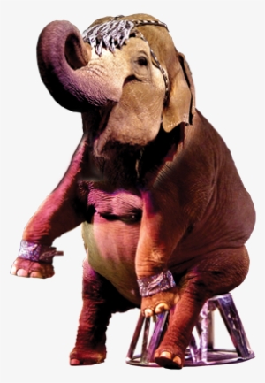 Elephant - Indian Elephant