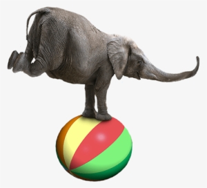 Contact The Shrine Circus - Elephants In The Circus Png