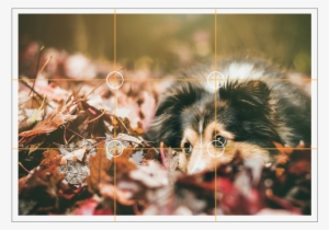 Today, We're Taking A Look At The Rule Of Thirds A - Automne Chat Chien