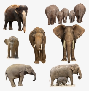 Elephants Png By Chaseandlinda On Deviantart Clip Art - 5'x7'area Rug