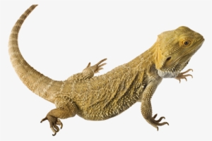 Lizard Clipart Bearded Dragon - Bearded Dragon Clear Background