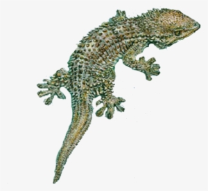 Lizard Png Index Of /ffs R - Gecko Render