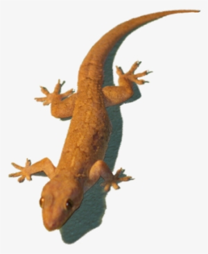 Wall Lizard Png