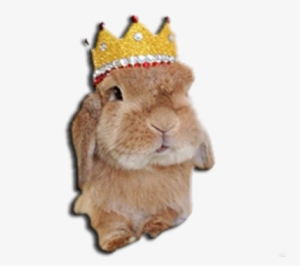 Gemma's Bunny - Rabbit