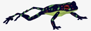 Rainbow Toad - Wiki