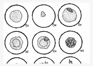 Forms Of False Core - Line Art